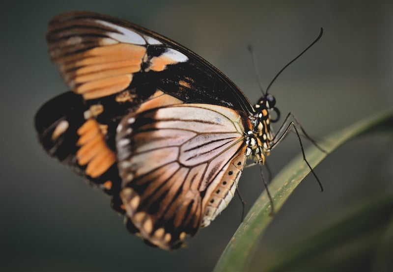 Butterfly Effect Stories